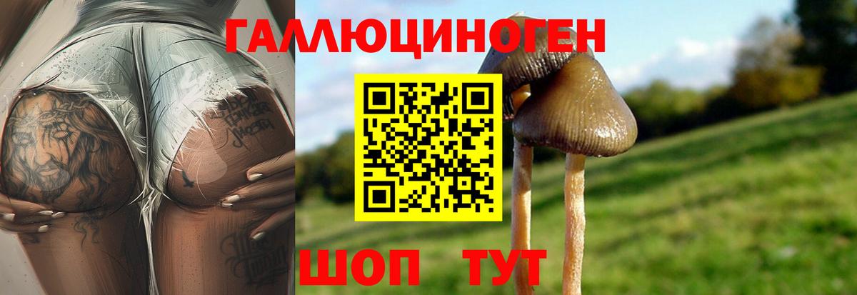 Псилоцибиновые грибы Psilocybe Гай